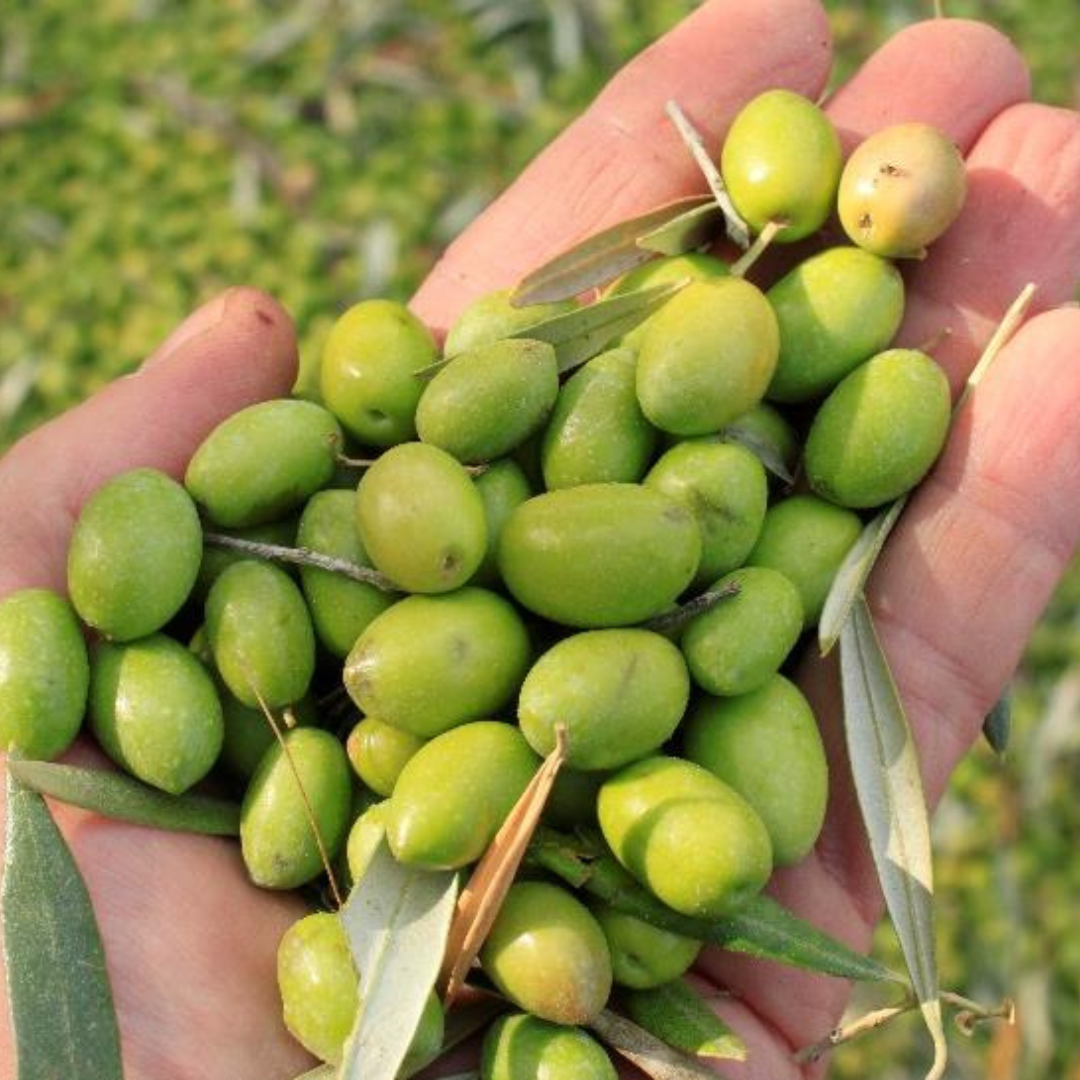 SELECT Extra Virgin Olive Oils